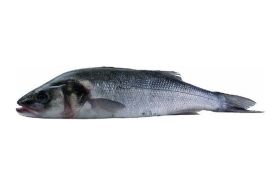 BRANZINO A 1-1,5 KG IKEJIME (F)