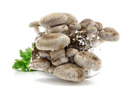 SHIITAKE PILZE BIO SUEDTIROL