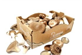 KRAEUTERSEITLINGE/SHIITAKE/AUSTERNPILZE BIO SUEDTIROL