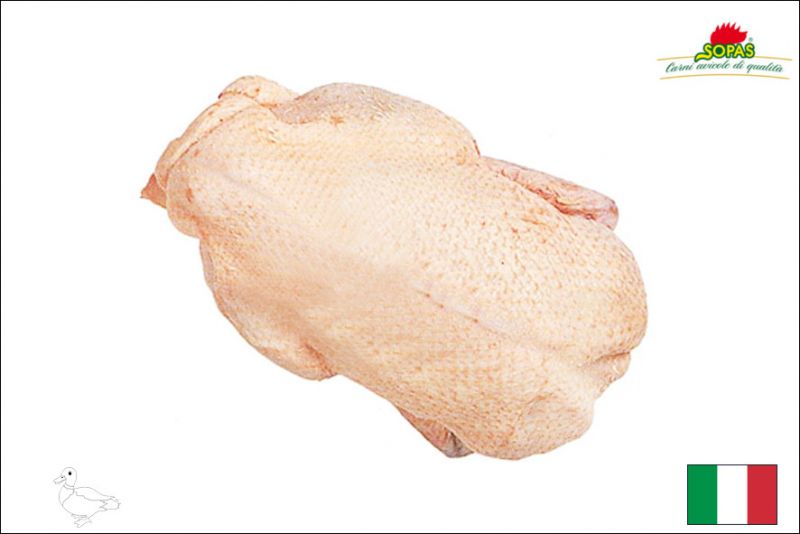 ENTE BARBERIE 1,4-1,5 KG(I)